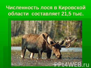 Численность лося в Кировской области составляет 21,5 тыс.