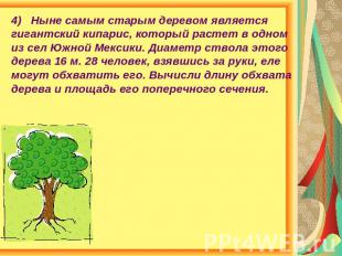 4) Ныне самым старым деревом является гигантский кипарис, который растет в одном