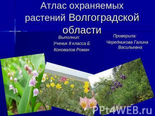 Атлас охраняемых растений Волгоградской области Выполнил: Ученик 8 класса БКонов