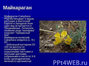 Майкараган Майкараган CalophacaРод насчитывает 5 видов, растущих в Восточной Евр