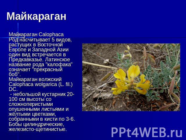 Майкараган Майкараган CalophacaРод насчитывает 5 видов, растущих в Восточной Европе и Западной Азии один вид встречается в Предкавказье. Латинское название рода 