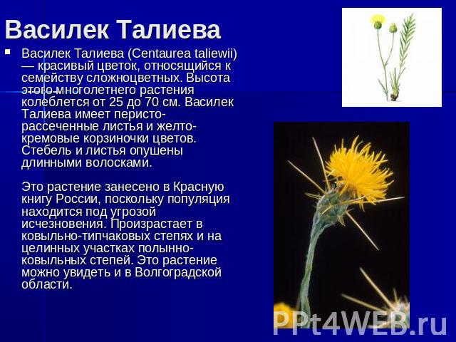 Василек Талиева Василек Талиева (Centaurea taliewii) — красивый цветок, относящийся к семейству сложноцветных. Высота этого многолетнего растения колеблется от 25 до 70 см. Василек Талиева имеет перисто-рассеченные листья и желто-кремовые корзиночки…