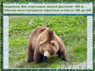 Бурый медведь – самый крупный из наших наземных хищников. Вес отдельных зверей д