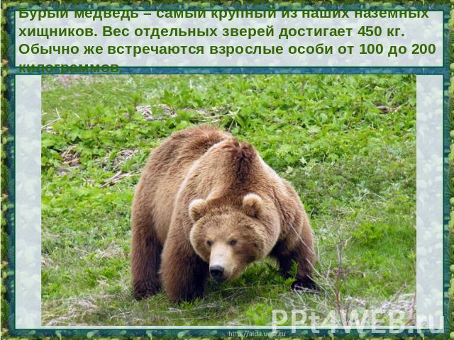 Бурый медведь – самый крупный из наших наземных хищников. Вес отдельных зверей достигает 450 кг. Обычно же встречаются взрослые особи от 100 до 200 килограммов.