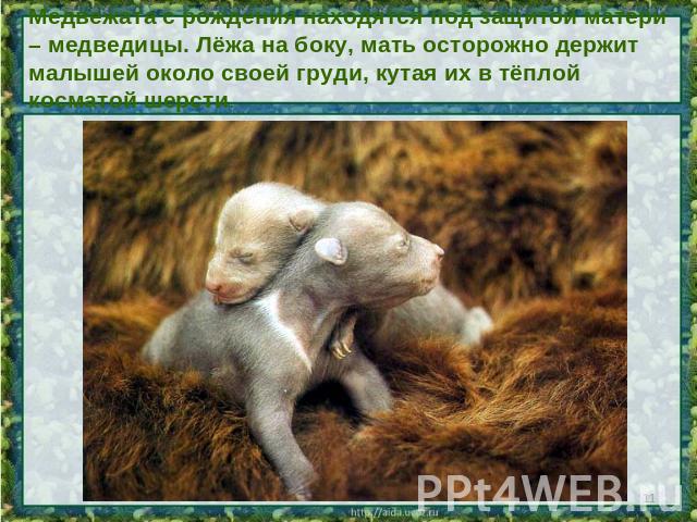 Медвежата с рождения находятся под защитой матери – медведицы. Лёжа на боку, мать осторожно держит малышей около своей груди, кутая их в тёплой косматой шерсти.