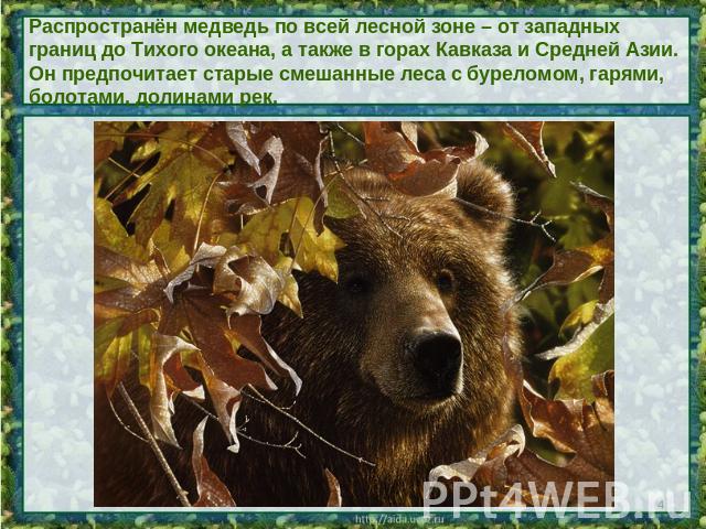 Распространён медведь по всей лесной зоне – от западных границ до Тихого океана, а также в горах Кавказа и Средней Азии. Он предпочитает старые смешанные леса с буреломом, гарями, болотами, долинами рек.