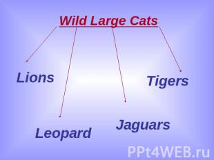 Wild Large Cats LionsLeopardJaguarsTigers