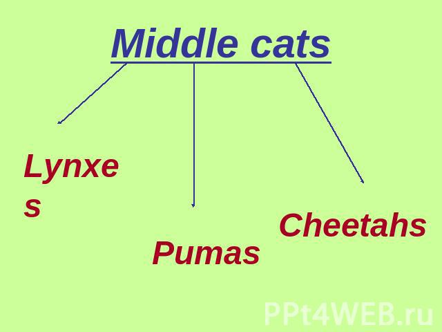 Middle cats Lynxes Pumas Cheetahs