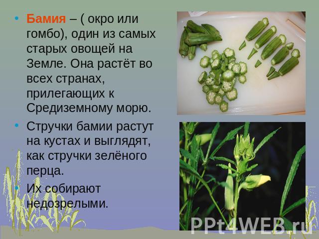 Бамия – ( окро или гомбо), один из самых старых овощей на Земле. Она растёт во всех странах, прилегающих к Средиземному морю.Стручки бамии растут на кустах и выглядят, как стручки зелёного перца.Их собирают недозрелыми.