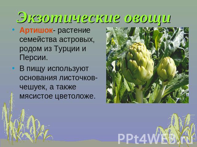 Экзотические овощи Артишок- растение семейства астровых, родом из Турции и Персии.В пищу используют основания листочков-чешуек, а также мясистое цветоложе.