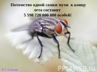 Потомство одной самки мухи к концу лета составит 5 598 720 000 000 особей!