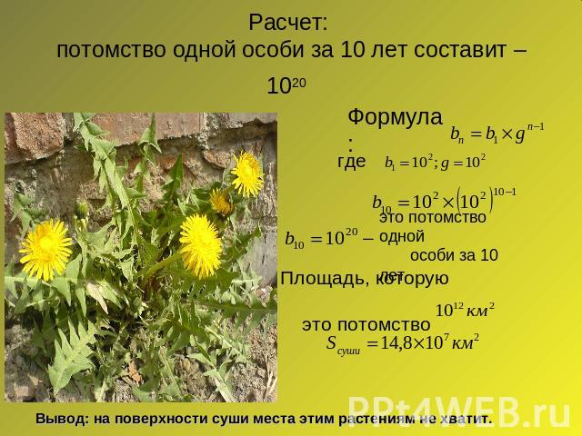 Расчет: потомство одной особи за 10 лет составит – 1020 Вывод: на поверхности суши места этим растениям не хватит.