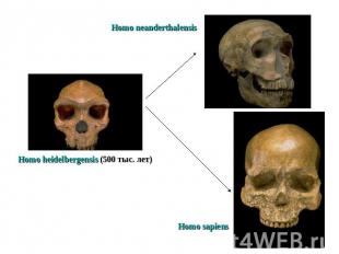 Homo neanderthalensis Homo heidelbergensis (500 тыс. лет)Homo sapiens