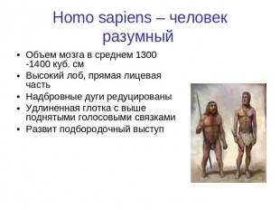 Homo sapiens – человек разумный Объем мозга в среднем 1300 -1400 куб. смВысокий