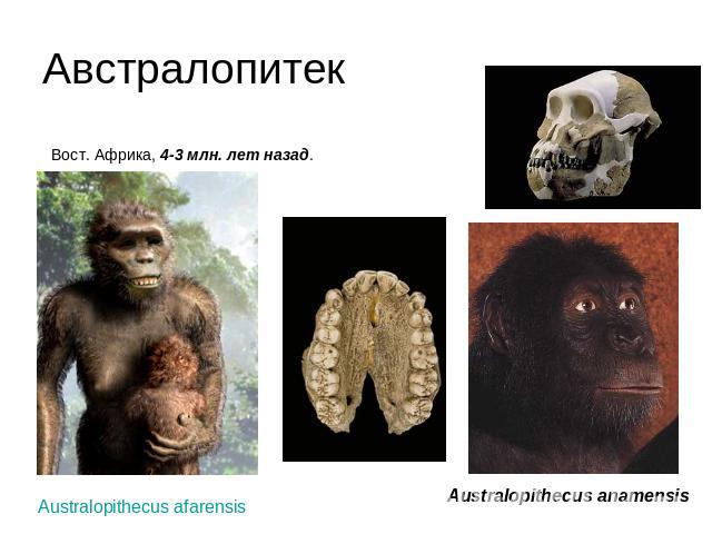 Австралопитек  Вост. Африка, 4-3 млн. лет назад. Australopithecus afarensisAustralopithecus anamensis