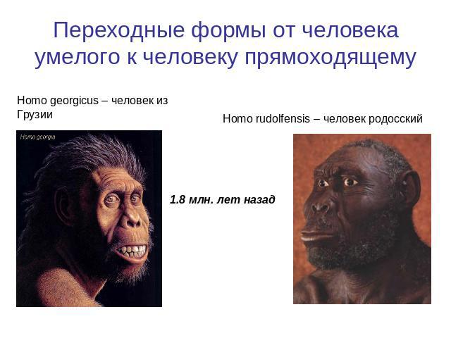 Переходные формы от человека умелого к человеку прямоходящему Homo georgicus – человек из Грузии Homo rudolfensis – человек родосский1.8 млн. лет назад