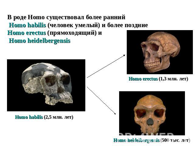В роде Homo существовал более ранний Homo habilis (человек умелый) и более поздние Homo erectus (прямоходящий) и Homo heidelbergensis Homo erectus (1,3 млн. лет)Homo habilis (2,5 млн. лет)Homo heidelbergensis (500 тыс. лет)