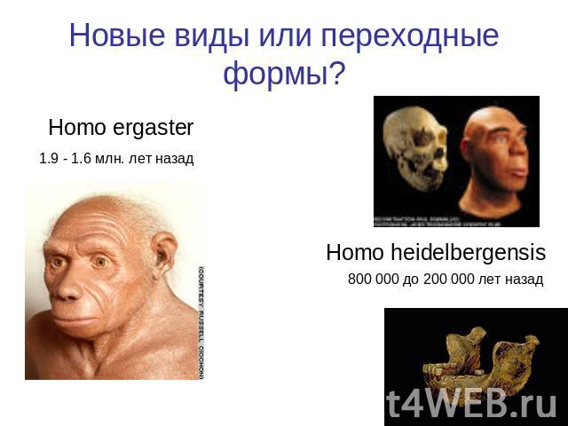 Новые виды или переходные формы? Homo ergaster1.9 - 1.6 млн. лет назад Homo heidelbergensis800 000 до 200 000 лет назад