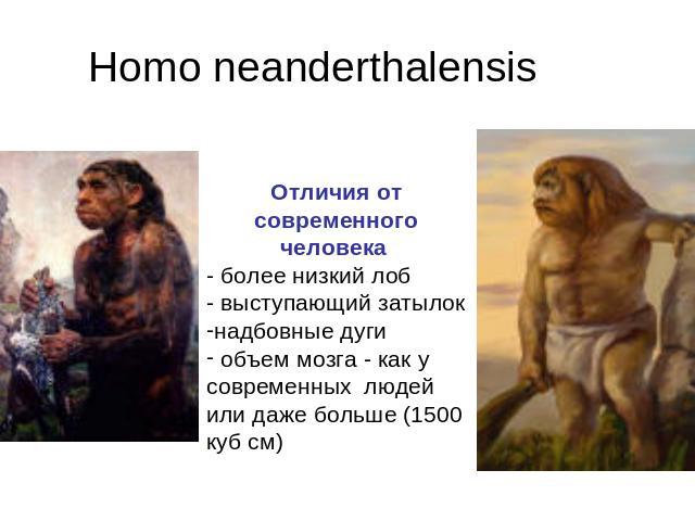 Homo neanderthalensis Отличия от современного человека - более низкий лоб- выступающий затылокнадбовные дуги объем мозга - как у современных людей или даже больше (1500 куб см)