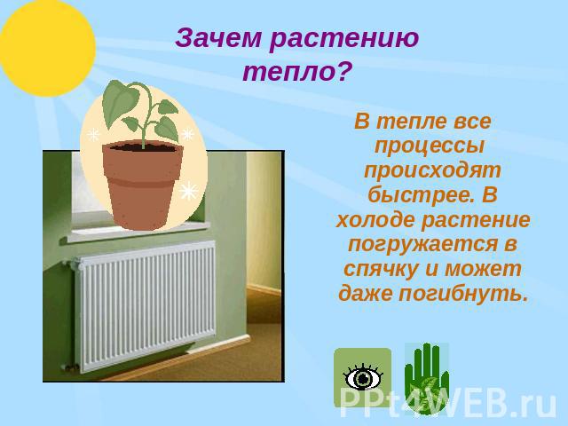 Зачем растению тепло? В тепле все процессы происходят быстрее. В холоде растение погружается в спячку и может даже погибнуть.