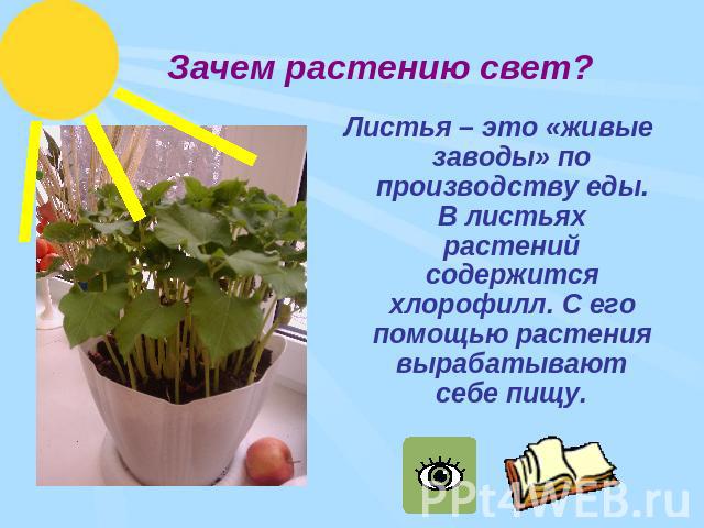 Зачем растению свет? Листья – это «живые заводы» по производству еды. В листьях растений содержится хлорофилл. С его помощью растения вырабатывают себе пищу.