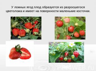 У ложных ягод плод образуется из разросшегося цветоложа и имеет на поверхности м