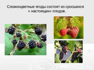 Сложноцветные ягоды состоят из сросшихся « настоящих» плодов.