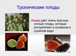 Тропические плоды Инжир даёт очень вкусные, сочные плоды, которые употребляют в
