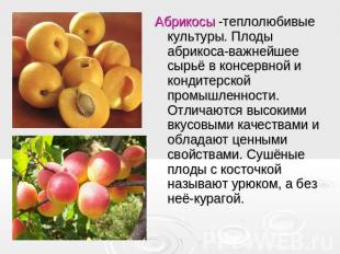 Абрикосы -теплолюбивые культуры. Плоды абрикоса-важнейшее сырьё в консервной и к
