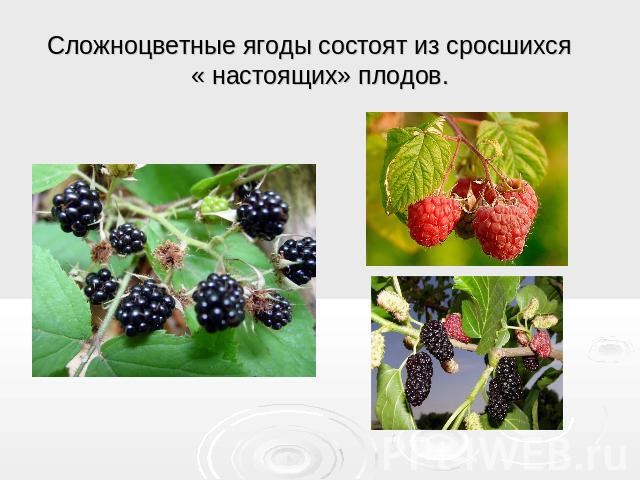 Сложноцветные ягоды состоят из сросшихся « настоящих» плодов.