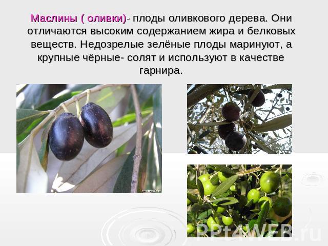 Маслины ( оливки)- плоды оливкового дерева. Они отличаются высоким содержанием жира и белковых веществ. Недозрелые зелёные плоды маринуют, а крупные чёрные- солят и используют в качестве гарнира.