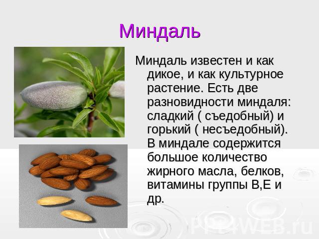 Миндаль Миндаль известен и как дикое, и как культурное растение. Есть две разновидности миндаля: сладкий ( съедобный) и горький ( несъедобный). В миндале содержится большое количество жирного масла, белков, витамины группы В,Е и др.
