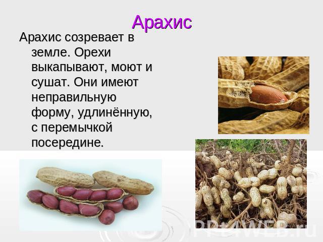 Арахис Арахис созревает в земле. Орехи выкапывают, моют и сушат. Они имеют неправильную форму, удлинённую, с перемычкой посередине.