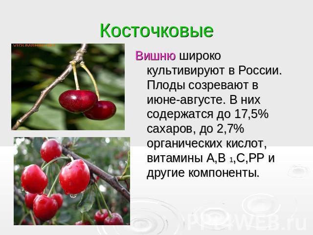 Косточковые Вишню широко культивируют в России. Плоды созревают в июне-августе. В них содержатся до 17,5% сахаров, до 2,7% органических кислот, витамины А,В 1,С,РР и другие компоненты.