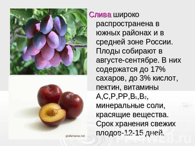 Слива широко распространена в южных районах и в средней зоне России. Плоды собирают в августе-сентябре. В них содержатся до 17% сахаров, до 3% кислот, пектин, витамины А,С,Р,РР,В1,В2, минеральные соли, красящие вещества. Срок хранения свежих плодов-…