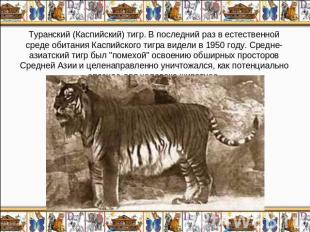Туранский (Каспийский) тигр. В последний раз в естественной среде обитания Каспи