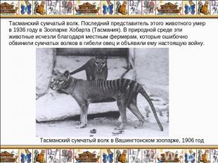 Тасманский сумчатый волк. Последний представитель этого животного умер в 1936 го