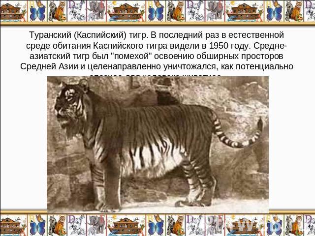 Туранский (Каспийский) тигр. В последний раз в естественной среде обитания Каспийского тигра видели в 1950 году. Средне-азиатский тигр был 