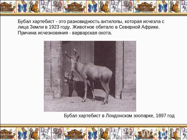 Бубал хартебист - это разновидность антилопы, которая исчезла с лица Земли в 1923 году. Животное обитало в Северной Африке. Причина исчезновения - варварская охота.Бубал хартебист в Лондонском зоопарке, 1897 год