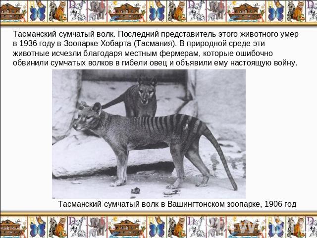 Тасманский сумчатый волк. Последний представитель этого животного умер в 1936 году в Зоопарке Хобарта (Тасмания). В природной среде эти животные исчезли благодаря местным фермерам, которые ошибочно обвинили сумчатых волков в гибели овец и объявили е…