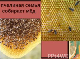 пчелиная семья собирает мёд