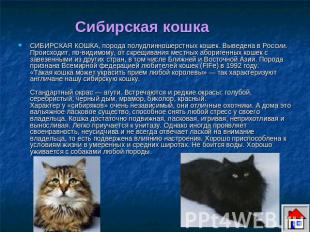 Сибирская кошка СИБИРСКАЯ КОШКА, порода полудлинношерстных кошек. Выведена в Рос