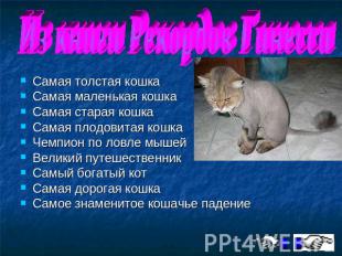 Из книги Рекордов Гинесса Самая толстая кошкаСамая маленькая кошкаСамая старая к