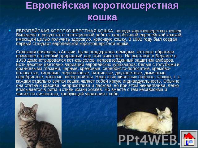 Европейская короткошерстная кошка ЕВРОПЕЙСКАЯ КОРОТКОШЕРСТНАЯ КОШКА, порода короткошерстных кошек. Выведена в результате селекционной работы над обычной европейской кошкой, имеющей целью получить здоровую, красивую кошку. В 1982 году был создан перв…