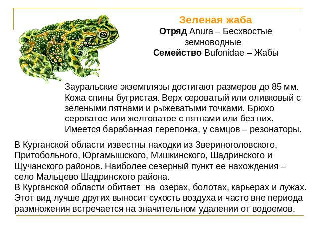 Зеленая жабаОтряд Anura – Бесхвостые земноводныеСемейство Bufonidae – ЖабыЗауральские экземпляры достигают размеров до 85 мм. Кожа спины бугристая. Верх сероватый или оливковый с зелеными пятнами и рыжеватыми точками. Брюхо сероватое или желтоватое …