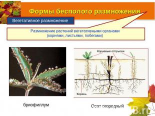 Размножение растений вегетативными органами (корнями, листьями, побегами)