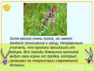 Хотя кролик очень похож, он имеет далёкое отношение к зайцу. Неправильно считать