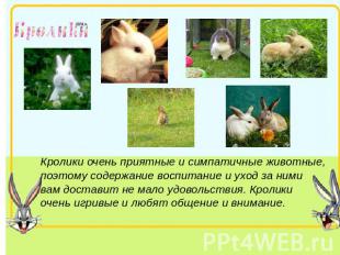 Кролики очень приятные и симпатичные животные, поэтому содержание воспитание и у