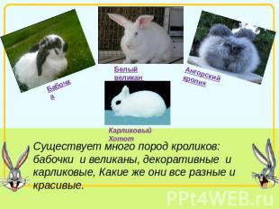 Карликовый Хотот Белый великан Бабочка Ангорский кролик Существует много пород к