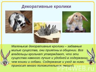 Декоративные кролики Маленькие декоративные кролики – забавные милые существа, о